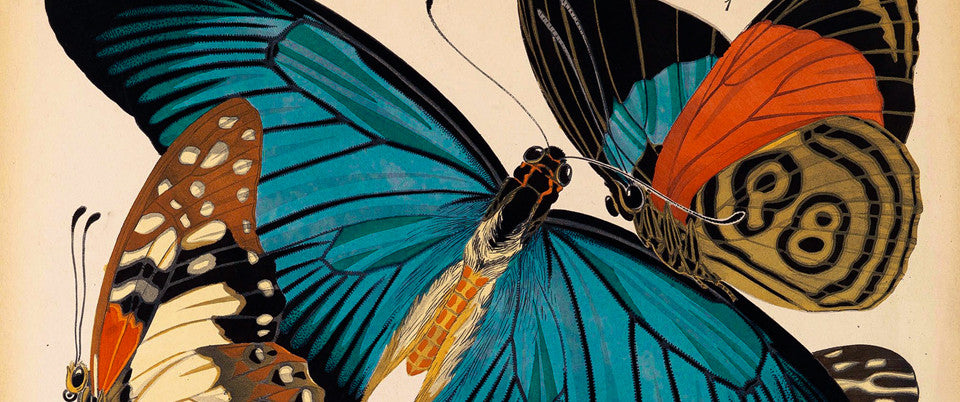 Butterflies, EA Seguy