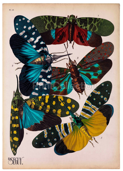 Insects, Plate 16 by E.A. Seguy Insects, Plate 16 by E.A. Seguy