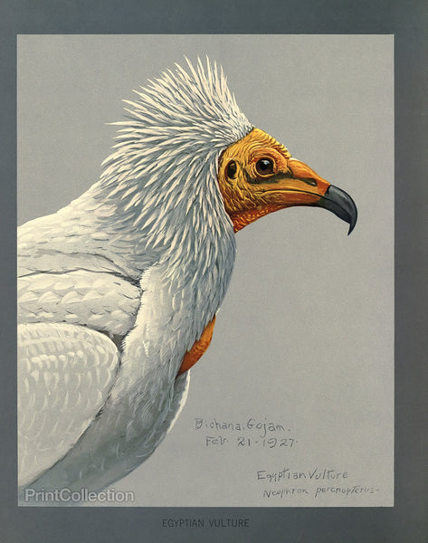 Abyssinian Egyptian Vulture Abyssinian Egyptian Vulture