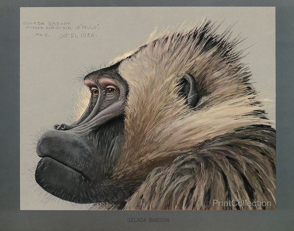 Abyssinian Gelda Baboon Abyssinian Gelda Baboon