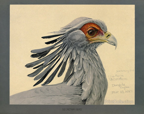 Abyssinian Secretary Bird Abyssinian Secretary Bird