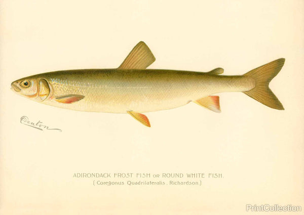 Adirondack Frost Fish Adirondack Frost Fish