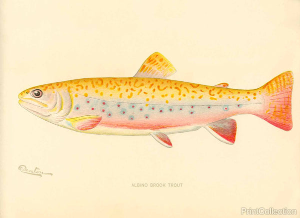 Albino Brook Trout Albino Brook Trout