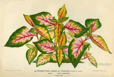 Alternanthera Amabilis Tricolor Alternanthera Amabilis Tricolor