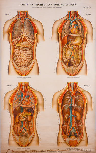 American Frohse Anatomical Wallcharts, Plate 6 American Frohse Anatomical Wallcharts, Plate 6