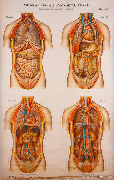 American Frohse Anatomical Wallcharts, Plate 6 American Frohse Anatomical Wallcharts, Plate 6