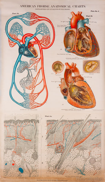 American Frohse Anatomical Wallcharts, Plate 4 American Frohse Anatomical Wallcharts, Plate 4