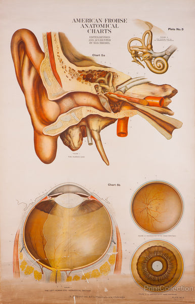 American Frohse Anatomical Wallcharts, Plate 5 American Frohse Anatomical Wallcharts, Plate 5