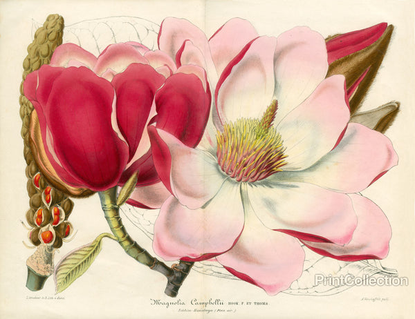 Magnolia Campbellii Magnolia Campbellii