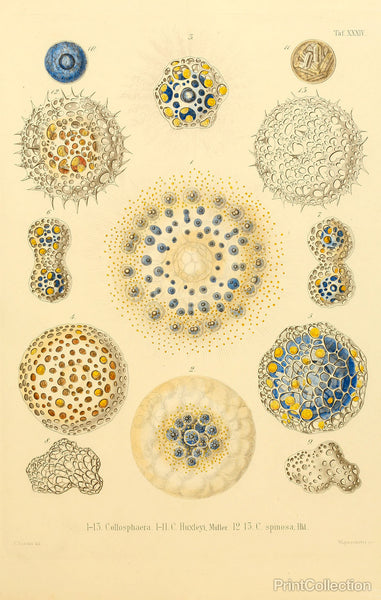Collosphaera Radiolaria Collosphaera Radiolaria