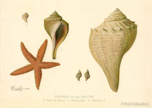 Enemies of the Oyster Enemies of the Oyster