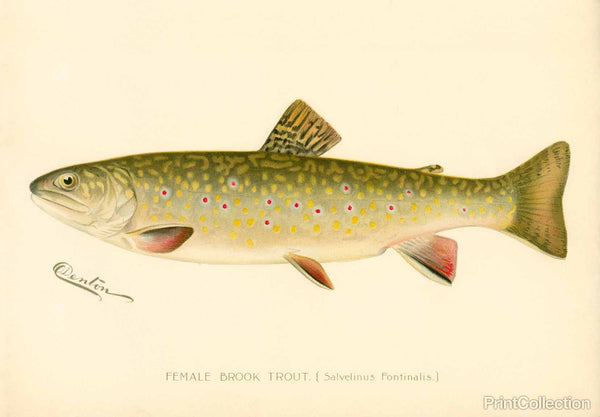 Female Brook Trout Female Brook Trout