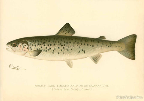 Female Land Locked Salmon