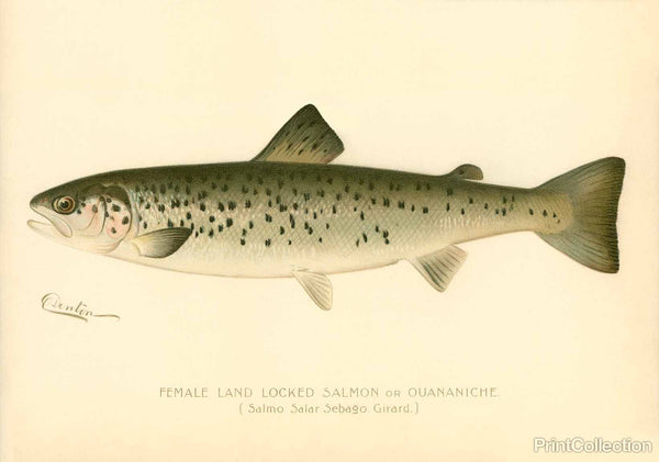 Female Land Locked Salmon Female Land Locked Salmon