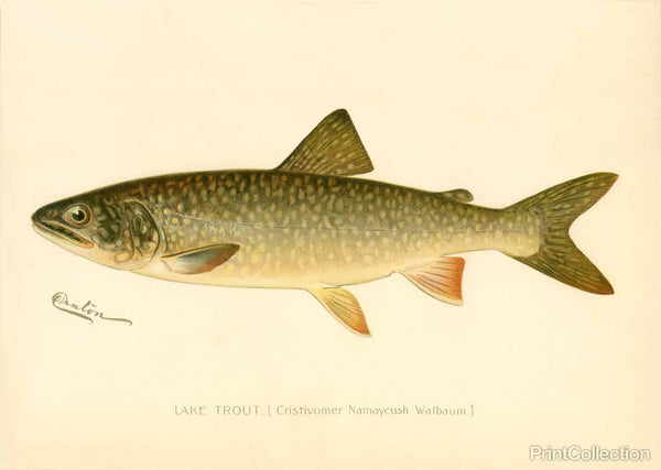 Lake Trout Lake Trout