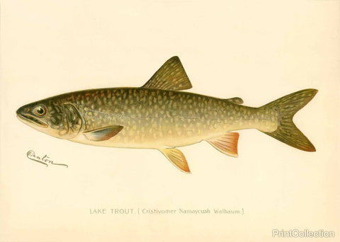 Lake Trout Lake Trout