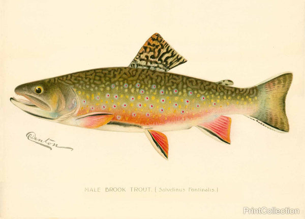 Male Brook Trout Male Brook Trout
