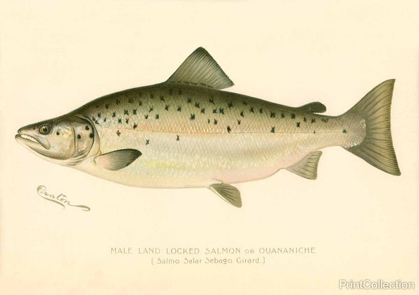 Male Land Locked Salmon Male Land Locked Salmon