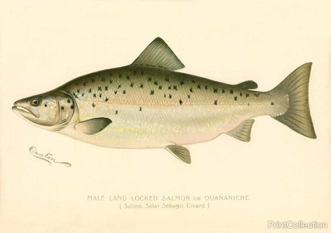 Male Land Locked Salmon Male Land Locked Salmon