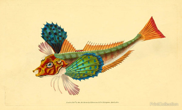 The Natural History of British Fishes - Plate 1 The Natural History of British Fishes - Plate 1