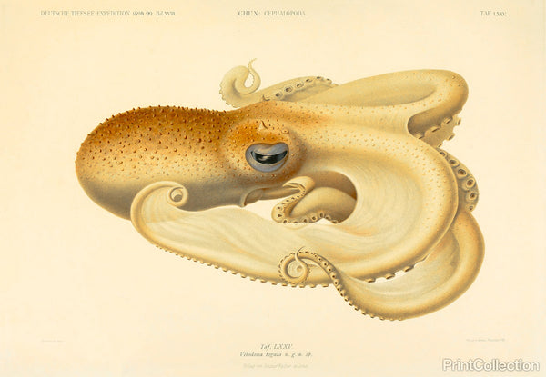 Octopus - Die Cephalopod - 1915 - Plate 75 Octopus - Die Cephalopod - 1915 - Plate 75