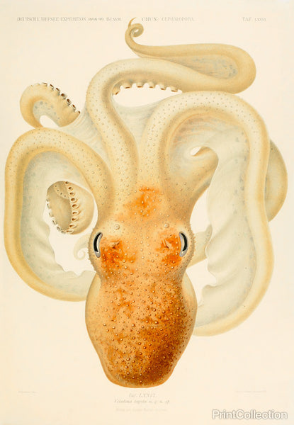 Octopus - Die Cephalopod - 1915 - Plate 76 Octopus - Die Cephalopod - 1915 - Plate 76