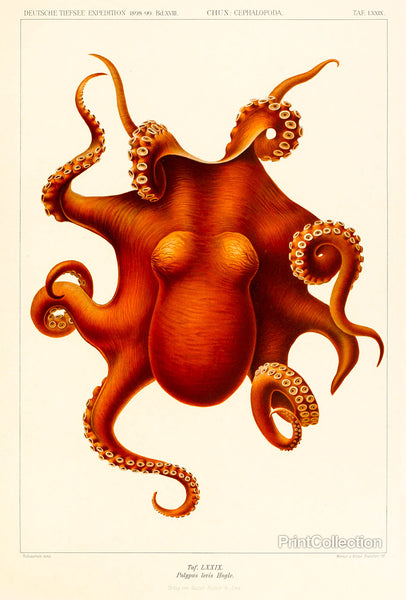 Octopus - Die Cephalopod - 1915 Octopus - Die Cephalopod - 1915