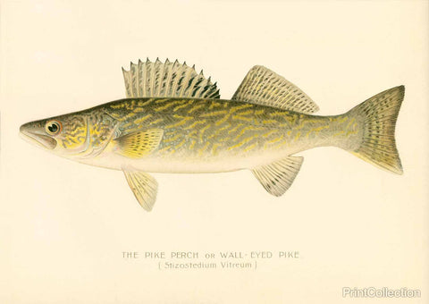 Pike Perch Pike Perch