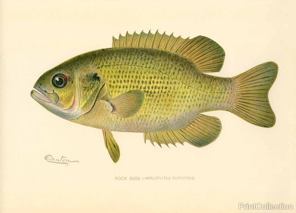 Rock Bass Rock Bass