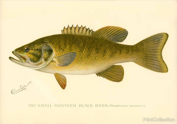 Small Mouthed Black Bass Small Mouthed Black Bass