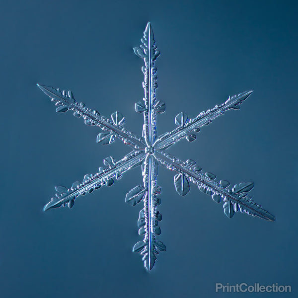 Simple Star Snowflake 002.2.16 Simple Star Snowflake 002.2.16