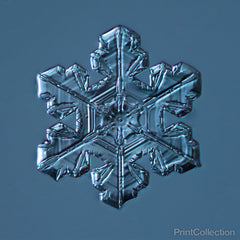 Stellar Plate Snowflake 3.03.23.2014 Stellar Plate Snowflake 3.03.23.2014