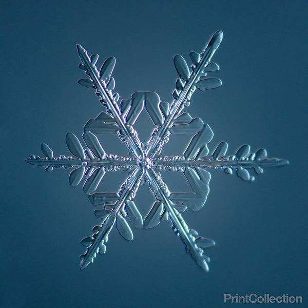 Stellar Dendrite Snowflake 005.2.16.2014 Stellar Dendrite Snowflake 005.2.16.2014