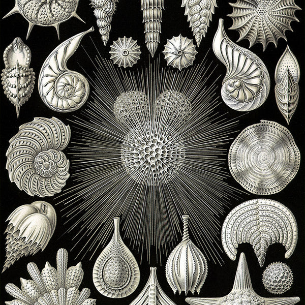 Thalamophora, POUF CUBE Thalamophora, POUF CUBE