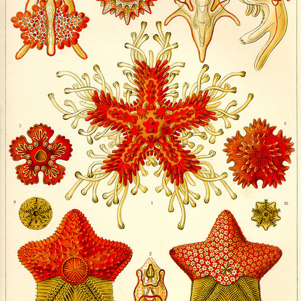 Asteridea, POUF CUBE Asteridea, POUF CUBE