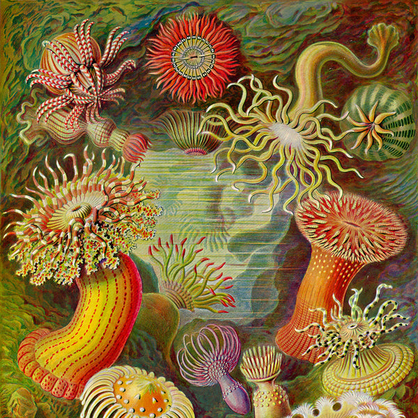 Actiniae - Scheiben-Strahlinge - Heliodiscus, POUF CUBE Actiniae - Scheiben-Strahlinge - Heliodiscus, POUF CUBE