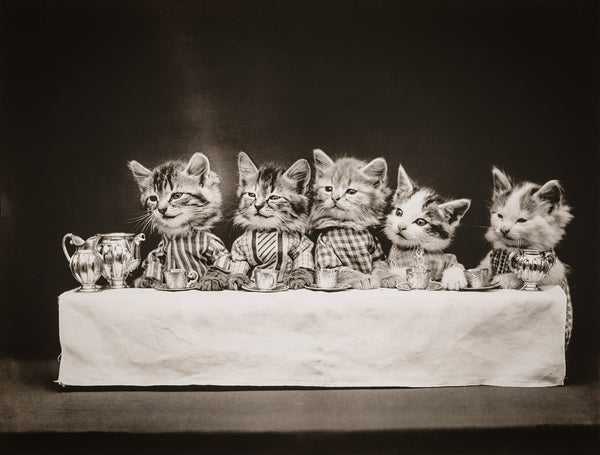 A Hungry Bunch with Cats A Hungry Bunch with Cats