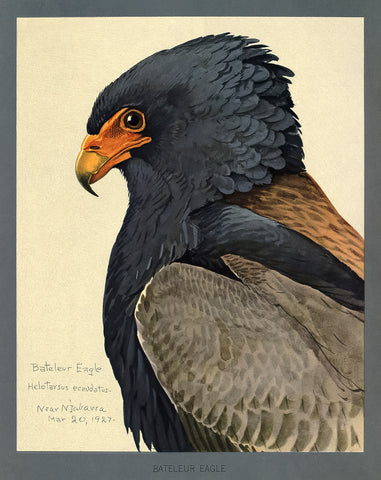 Abyssinian Bateleur Eagle Abyssinian Bateleur Eagle
