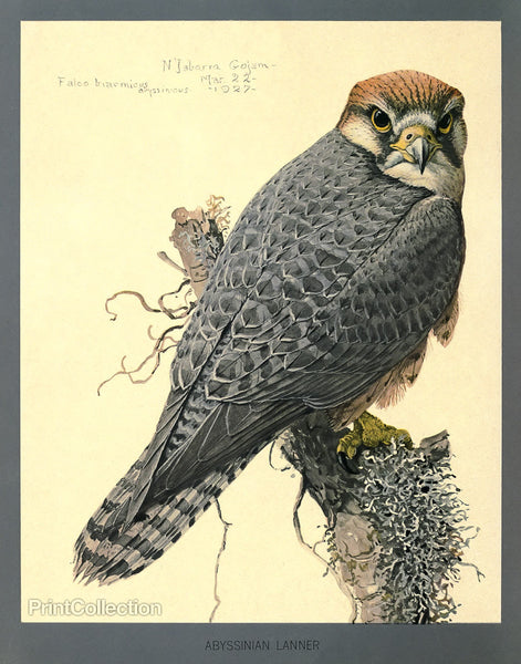 Abyssinian Lanner Abyssinian Lanner