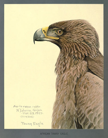 African Tawny Eagle African Tawny Eagle