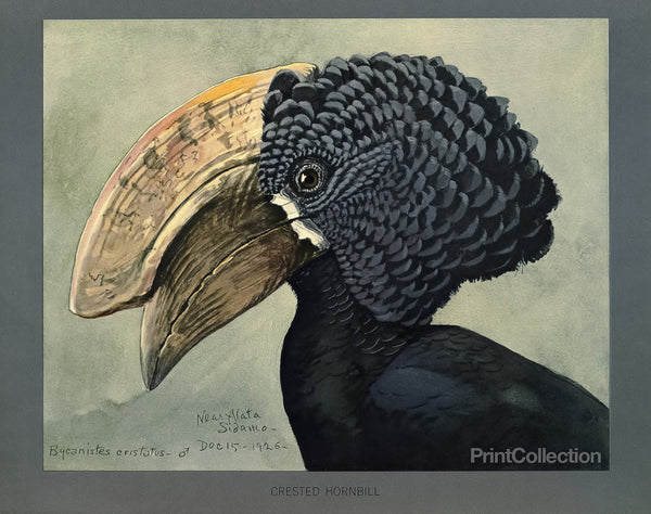 Abyssinian Crested Hornbill Abyssinian Crested Hornbill