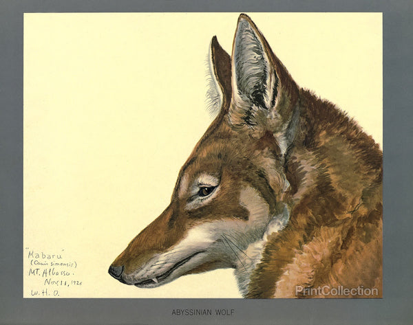 Abyssinian Wolf Abyssinian Wolf