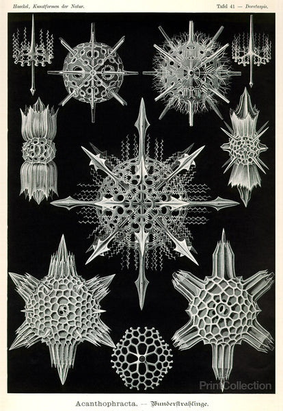 Acanthophracta Acanthophracta