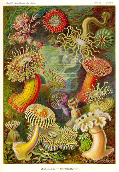 Actiniae - Scheiben-Strahlinge - Heliodiscus Actiniae - Scheiben-Strahlinge - Heliodiscus