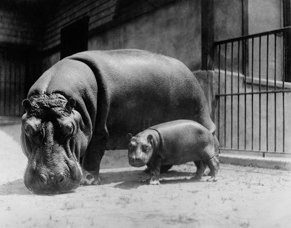 Adult and Baby Hippopotamus Adult and Baby Hippopotamus
