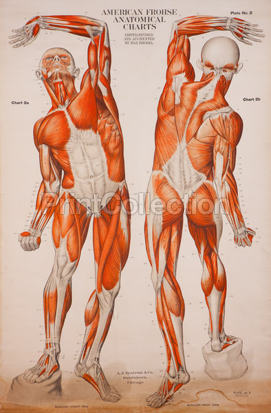 American Frohse Anatomical Wallcharts, Plate 2 American Frohse Anatomical Wallcharts, Plate 2