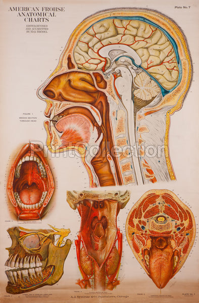 American Frohse Anatomical Wallcharts, Plate 7 American Frohse Anatomical Wallcharts, Plate 7