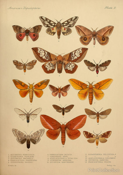 American Lepidoptera, Plate 3 American Lepidoptera, Plate 3
