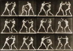 Animal Locomotion, 2 Men Boxing