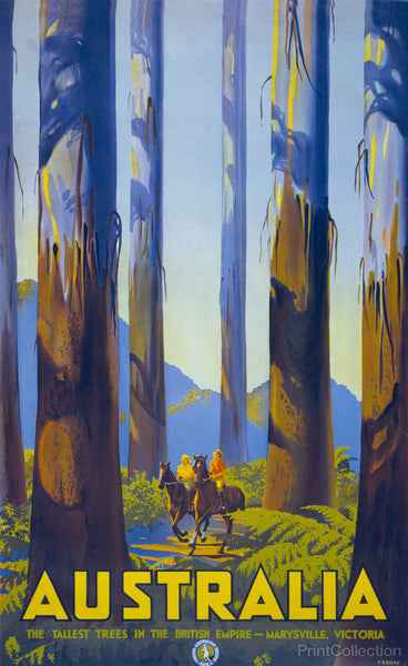 Australia, The Tallest Trees in the British Empire Australia, The Tallest Trees in the British Empire
